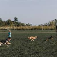 three dogs running at the dog park